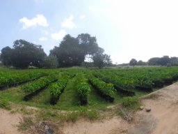 Middeniya Nursery